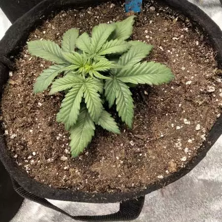 Barney's Farms Dos So Dos (Auto)