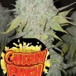 Cherry Punch F1