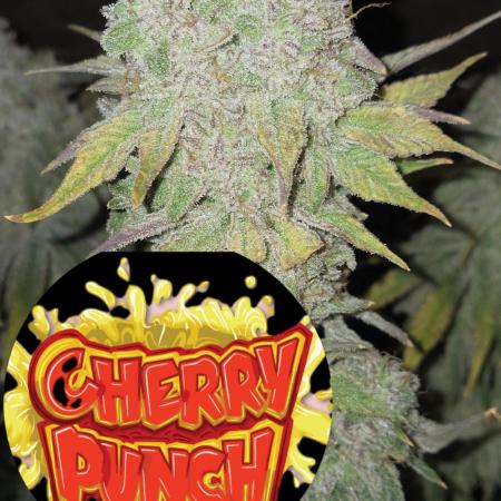 Cherry Punch F1