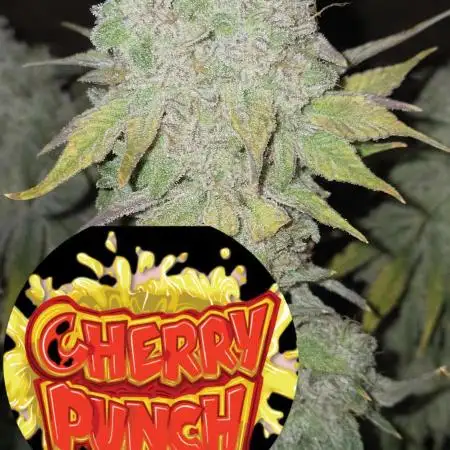 Cherry Punch F1