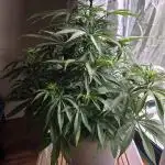 F1 Series by Seedman