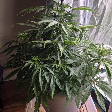 F1 Series by Seedman