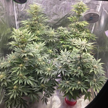 F1 Series by Seedman