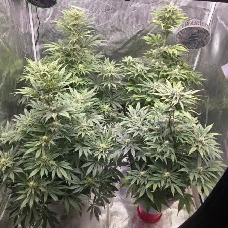 F1 Series by Seedman