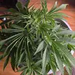 F1 Series by Seedman