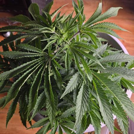 F1 Series by Seedman