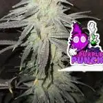 Purple Punch F1