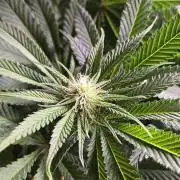 F1 Series by Seedman