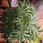 F1 Series by Seedman