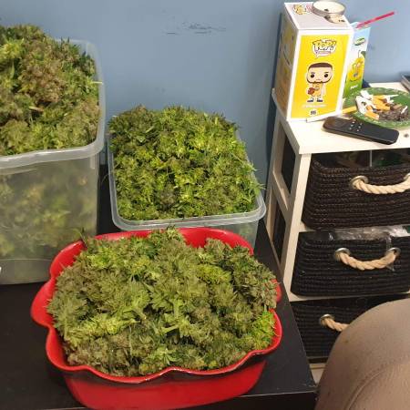 Jackherer sensi seeds