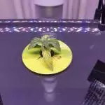 Quick one aerogarden grow