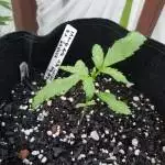 Mango Auto