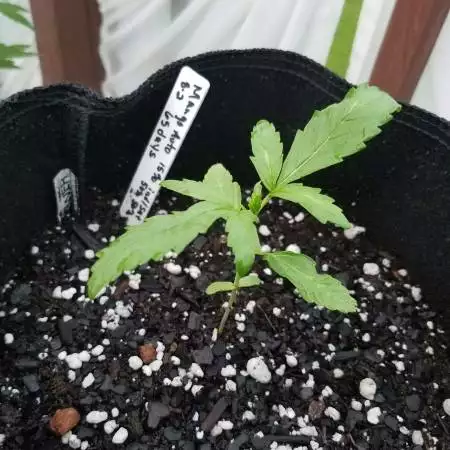 Mango Auto