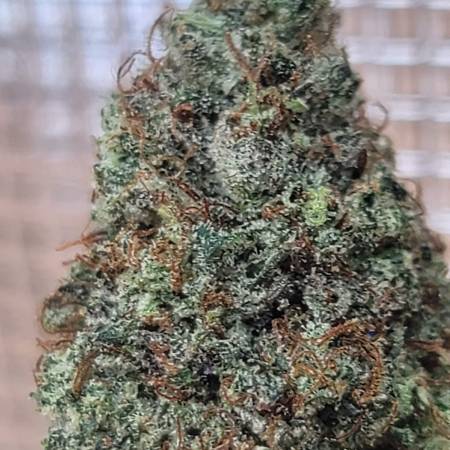 Black Farm Genetix - Tropicana Glue