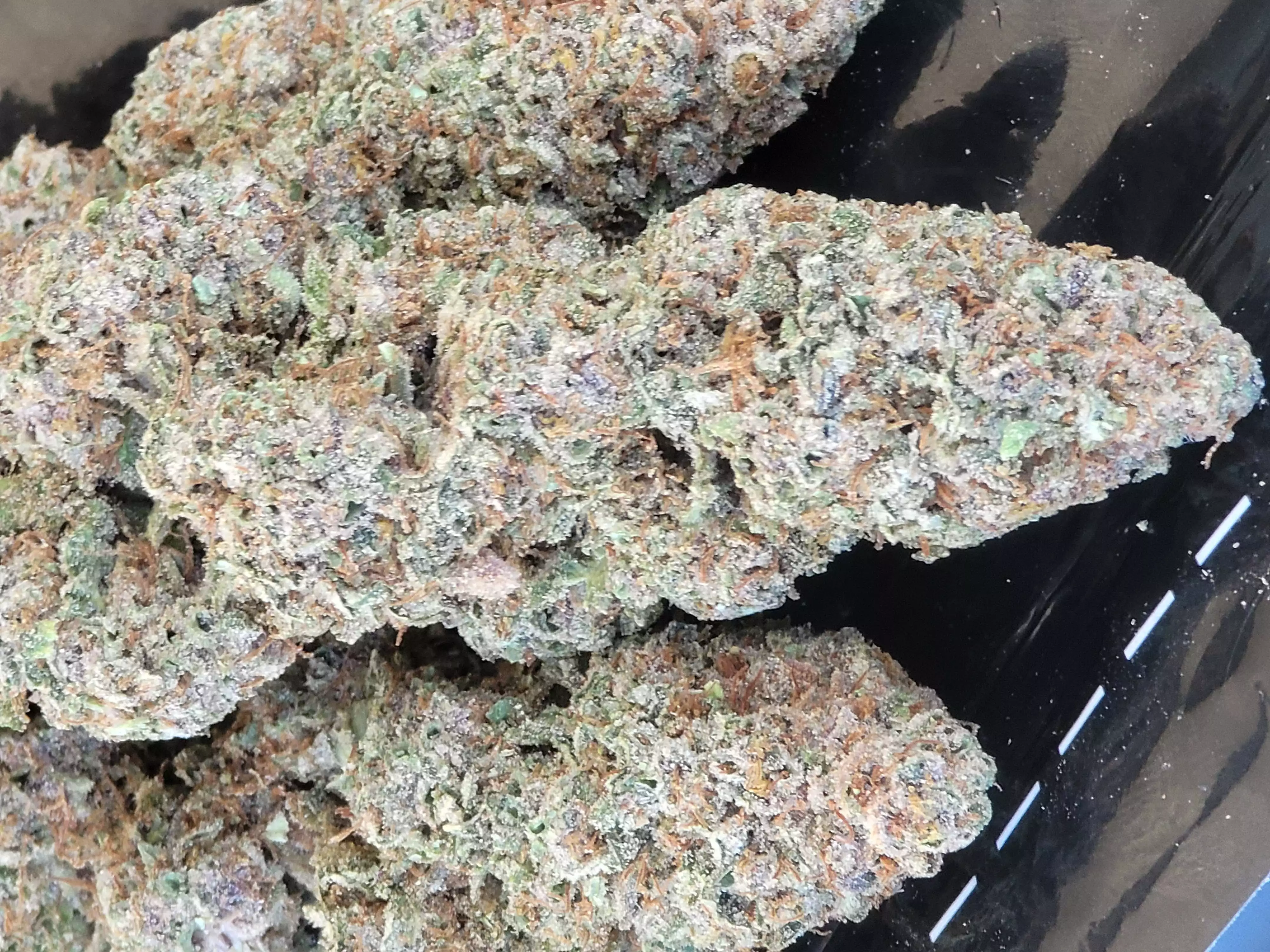 Purple Haze Cannabis Strain Diaries - GrowDiaries