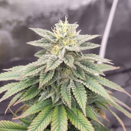 Blackwater Mountains Clones