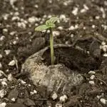 Grow # 38 - FastBuds FrostBanger Auto