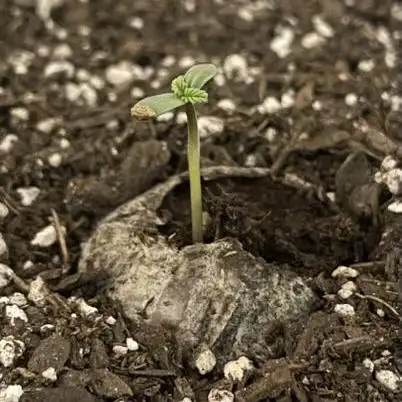 Grow # 38 - FastBuds FrostBanger Auto