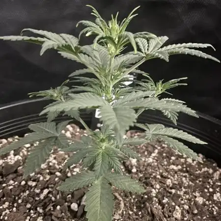 Grow # 38 - FastBuds FrostBanger Auto