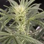 Grow # 38 - FastBuds FrostBanger Auto