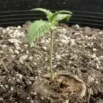 Grow # 38 - FastBuds FrostBanger Auto
