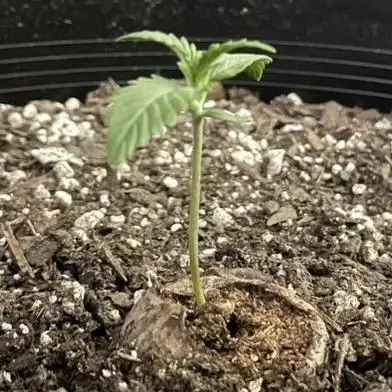 Grow # 38 - FastBuds FrostBanger Auto