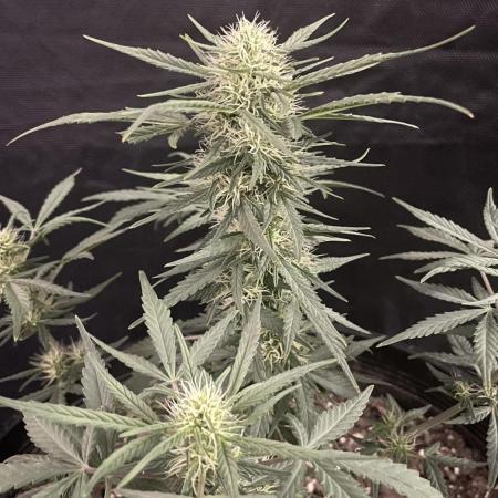 Grow # 38 - FastBuds FrostBanger Auto
