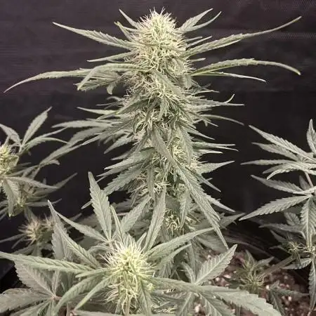 Grow # 38 - FastBuds FrostBanger Auto