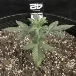 Grow # 38 - FastBuds FrostBanger Auto