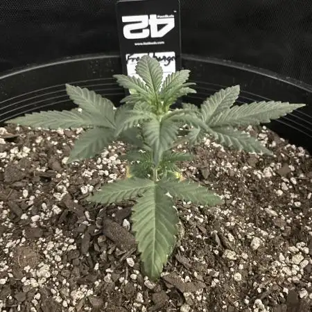 Grow # 38 - FastBuds FrostBanger Auto