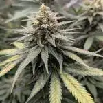 Royal Grow