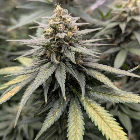 Royal Grow