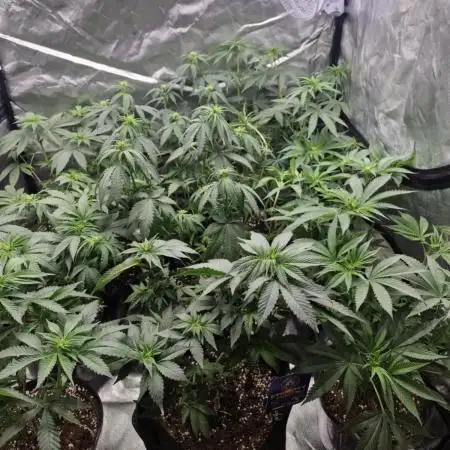 Sweet Grow