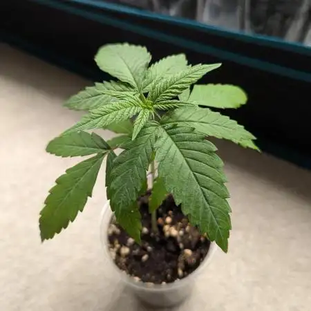 Royal Grow