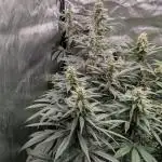 WeedSeeds Grow