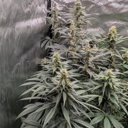 WeedSeeds Grow