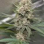 Sweet Grow