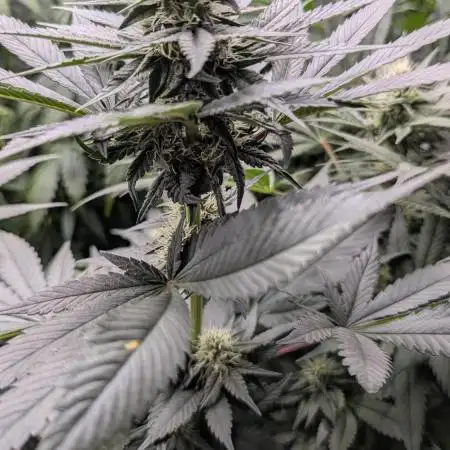 Zamnesia&Plagron Grow