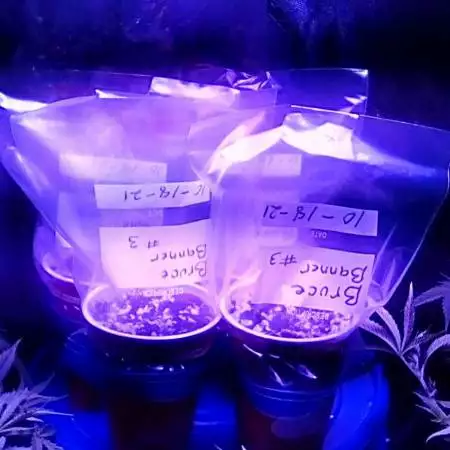 1st time growing " Bruce Banner #3