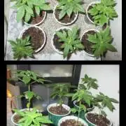 Dawghouse ☆ Copa Genetics- Vale Tudo 