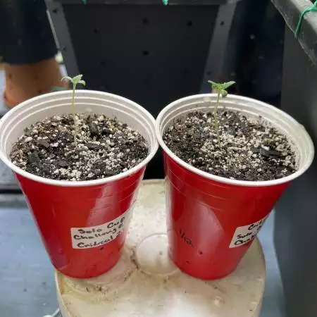 Solo Cup Challenge 