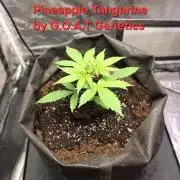 G.O.A.T Grow N Show