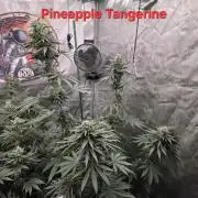G.O.A.T Grow N Show