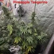 G.O.A.T Grow N Show