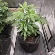 G.O.A.T Grow N Show
