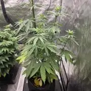 G.O.A.T Grow N Show