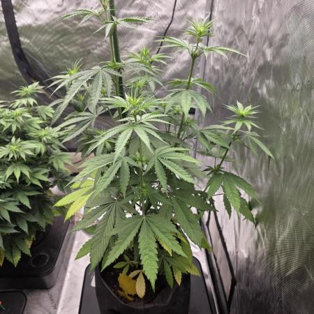 G.O.A.T Grow N Show
