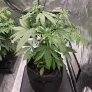 G.O.A.T Grow N Show