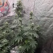G.O.A.T Grow N Show
