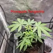 G.O.A.T Grow N Show